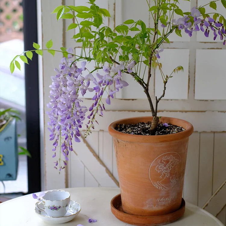 Wisteria Seeds