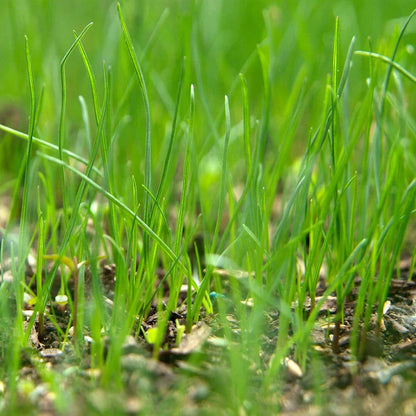 Royal Grass Seeds