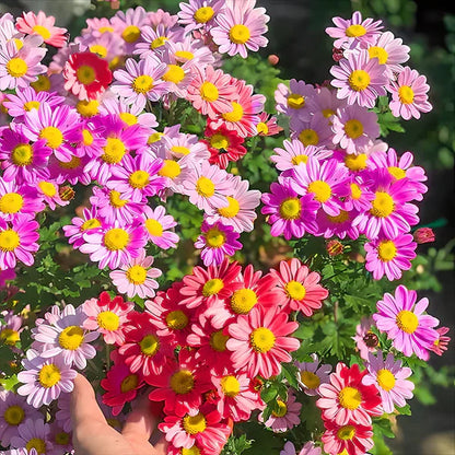 Pyrethrum Seeds  Mixed