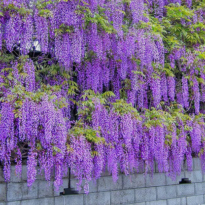 Wisteria Seeds