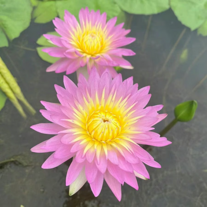 Sacred Bonsai Bowl Lotus Flower Seeds ~ Grow vibrant blooms in bowls, pots, or patios.