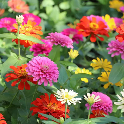 Zinnia Seeds