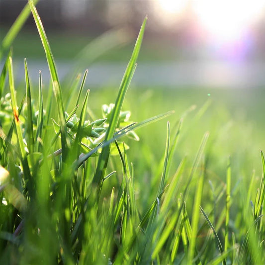 Royal Grass Seeds