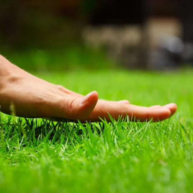Royal Grass Seeds