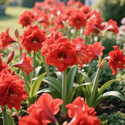 Double Perfume Amaryllis Bulbs- Blooming In 40 Days