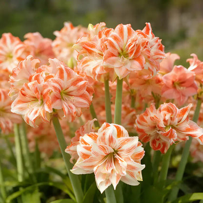 Double Perfume Amaryllis Bulbs- Blooming In 40 Days