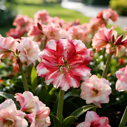 Double Perfume Amaryllis Bulbs- Blooming In 40 Days