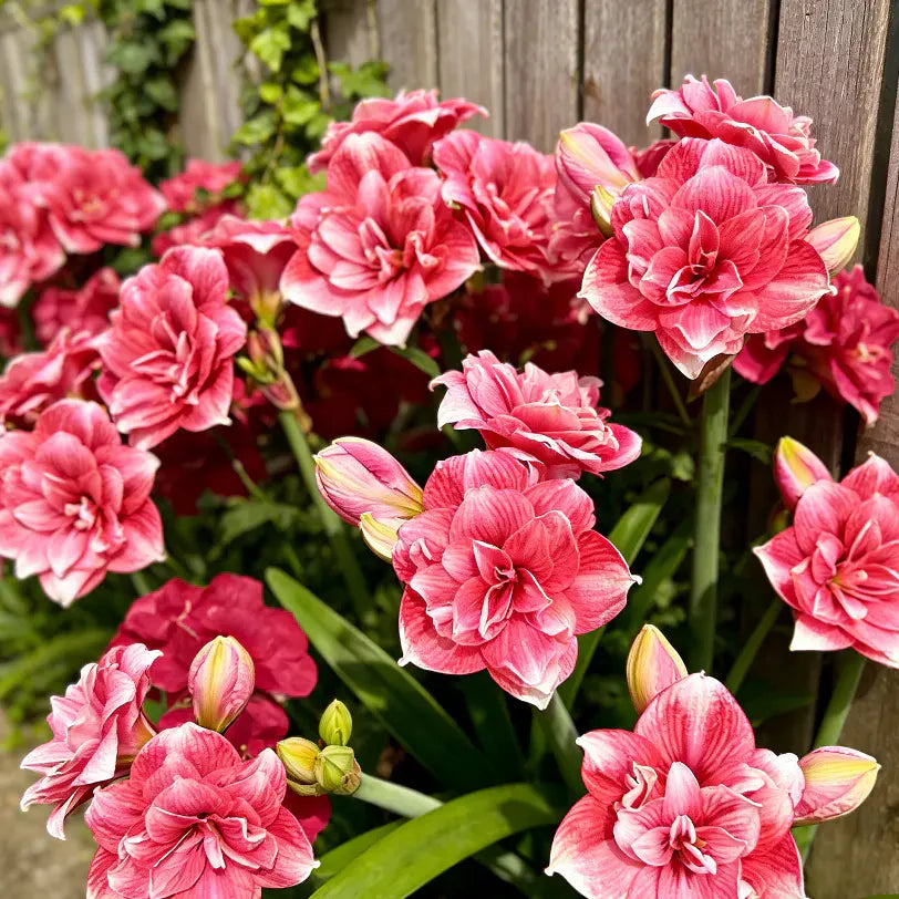 Double Perfume Amaryllis Bulbs- Blooming In 40 Days